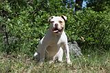 BOULEDOGUE AMERICAIN 028